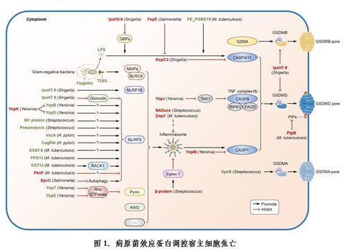 病原菌調(diào)控宿主細(xì)胞焦亡研究進(jìn)展綜述——微生物所劉翠華團(tuán)隊發(fā)表重要成果