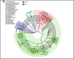 腸道微生物如何影響抗癌效果？《自然》子刊聯合四十余位科學家揭示關鍵機制