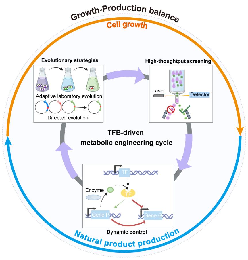 尹良鴻團(tuán)隊(duì)在《Biotechnology Advances》發(fā)表論文 食品與健康領(lǐng)域的前沿探索